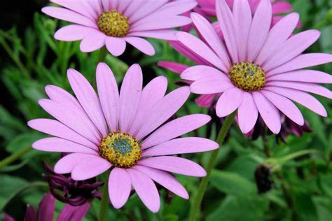 Osteospermum jucundum var. compactum - BBC Gardeners World Magazine