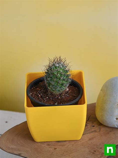 Buy Notocactus rutilans - Cactus Plant online from Nurserylive at ...