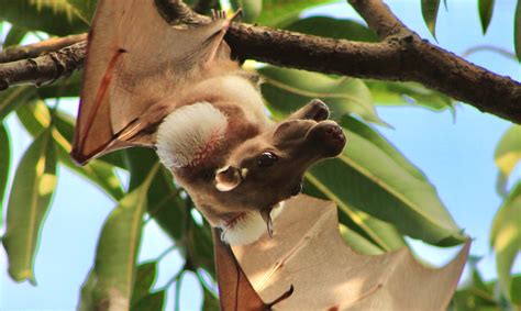 Redefining sexual dimorphism | Smithsonian Tropical Research Institute
