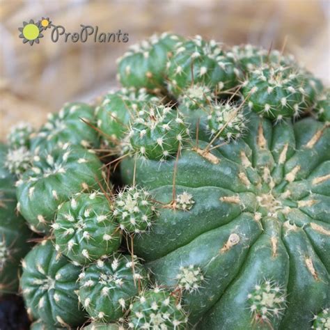 Кактус микс (Cactus mix) - Цветна борса ПРО ПЛАНТС