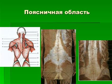 Топографическая анатомия поясничной области и забрюшинного пространства ...