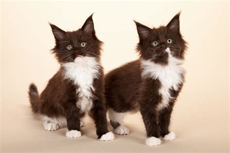 tuxedo maine coon info pictures facts history catster