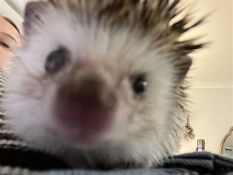 how do you hedgehog dirty cheap 2