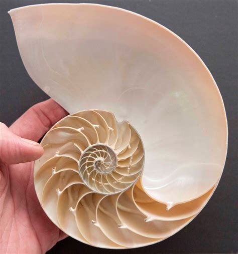 Nautilus Section - Nautilus pompilius - 186×136×0 mm - Catawiki