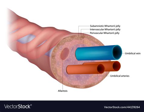 Anatomy of the umbilical cord cross-sectional Vector Image