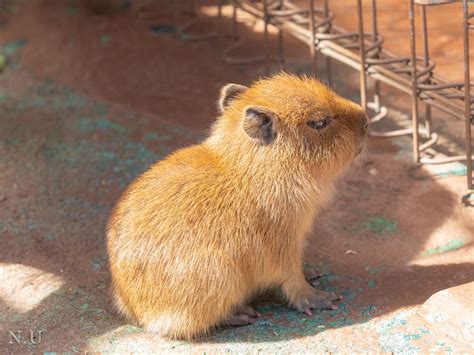 1234 best Capybara images on Pholder | Capybara, Aww and Animals Being Bros