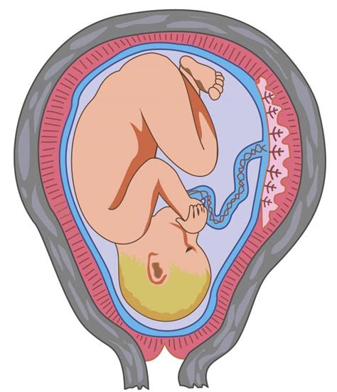 What is an Intrauterine Pregnancy? (with pictures)