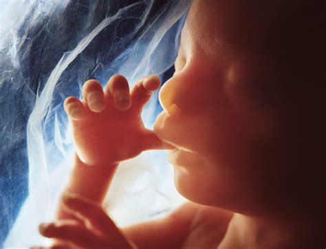 Lennart Nilsson A Child is Born — DOP
