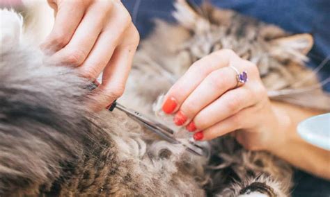 remove matted cat hair happy cats home