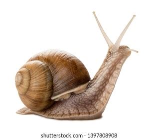 Garden Snail Isolated On White Stock Photo (Edit Now) 1398576368