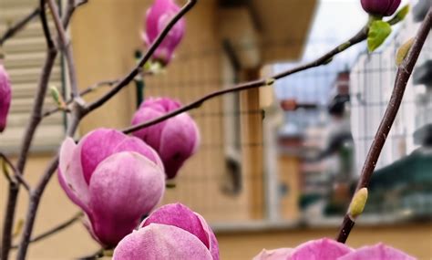 Белла България засади магнолиева горичка в Пловдив | твоят Бизнес ...