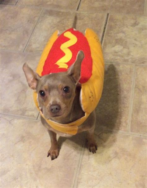 Hot Dog Costume for Halloween | Dog costume, Hotdog costume, Puppy mills