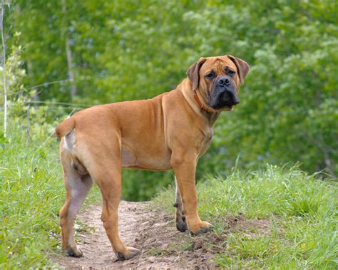 9 Mastiff Breeds That Are Large and Protective