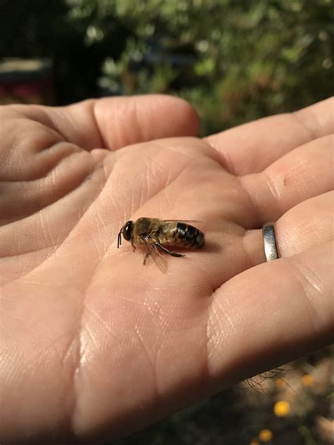 Drone Bee Honeybee - Free photo on Pixabay - Pixabay
