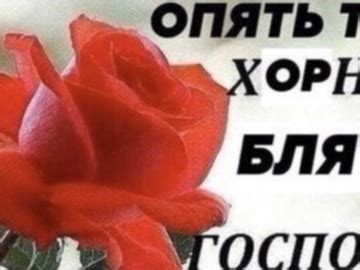 Что такое Хорни и Софт в молодежном сленге? Объясняем