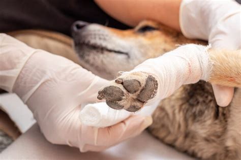 how to bandage a dog's leg wound