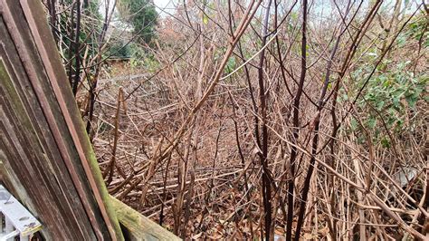 🏡 Best Commercial Knotweed Removal Methods