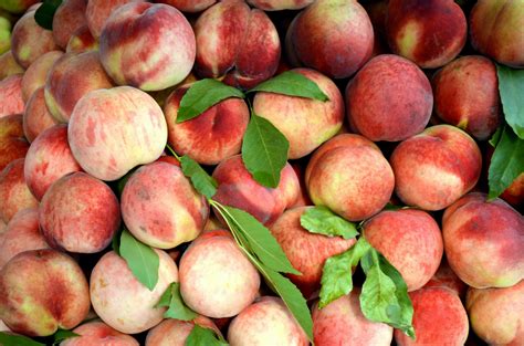 Summer Peaches (a) Free Stock Photo - Public Domain Pictures
