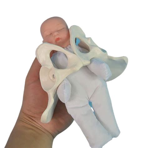 Female Pelvis Childbirth Model Mini Female Pelvis And Baby Model