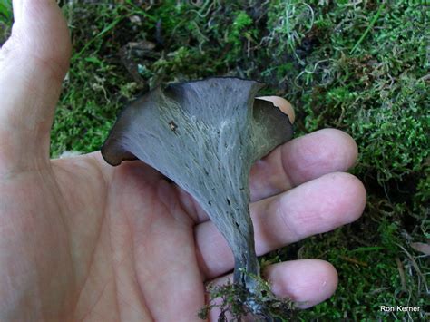 Craterellus fallax at Indiana Mushrooms