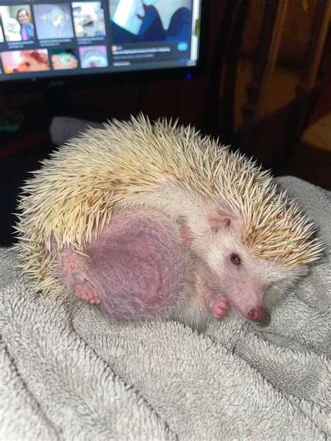 Please help! Recently noticed this red swollen area on my hedgehog in