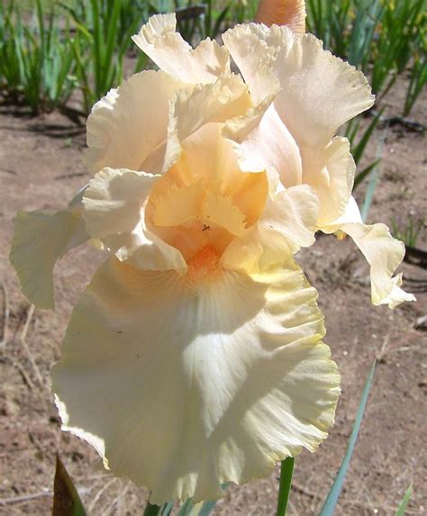 TB Iris germanica 'Love and Desire' (Williamson, 1979)