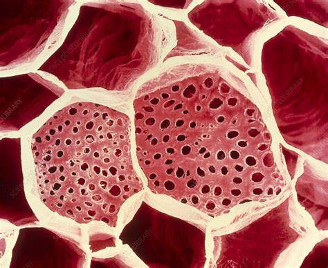 Phloem Cell Microscope