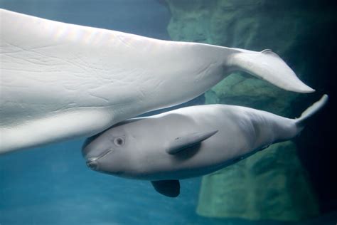 Facts About Beluga Whales | Live Science