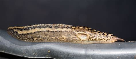 Limax maximus Foto & Bild | natur, wildlife, nacktschnecke Bilder auf ...
