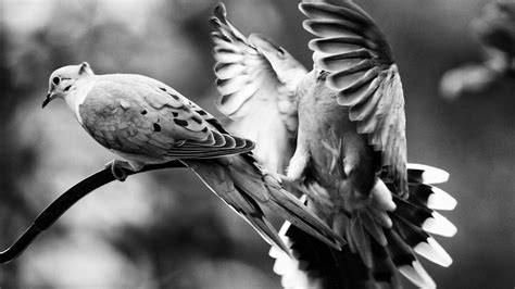 🥇 Black and white nature birds animals grayscale wallpaper | (94)