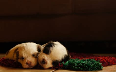 Two Cute Puppies Sleeping