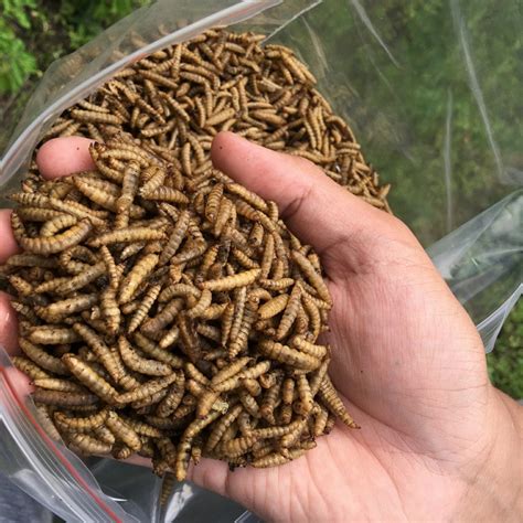 Jual MAGGOT KERING BSF 100gr Larva Lalat Pakan Makanan Ikan MAGOT 100 ...
