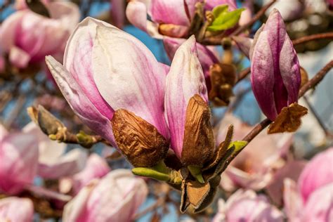 pink magnolia flower 1