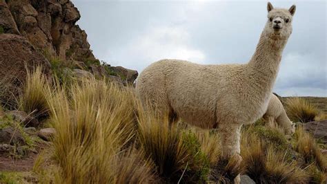 Coronavirus: la alpaca podría ser clave en la lucha contra la pandemia ...