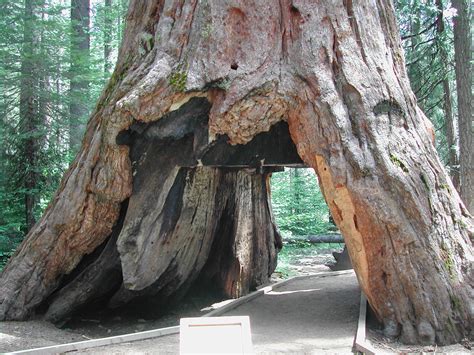 California 'Tunnel Tree' Brought Down By Storm | TIME