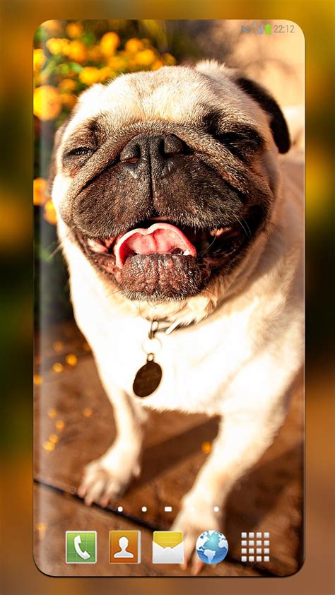 Pug: Cool Lock Screen 😎 (P U G wallpapers) APK for Android Download