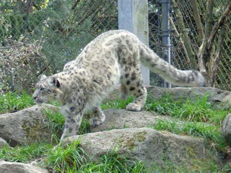 Panthera uncia - ZooChat