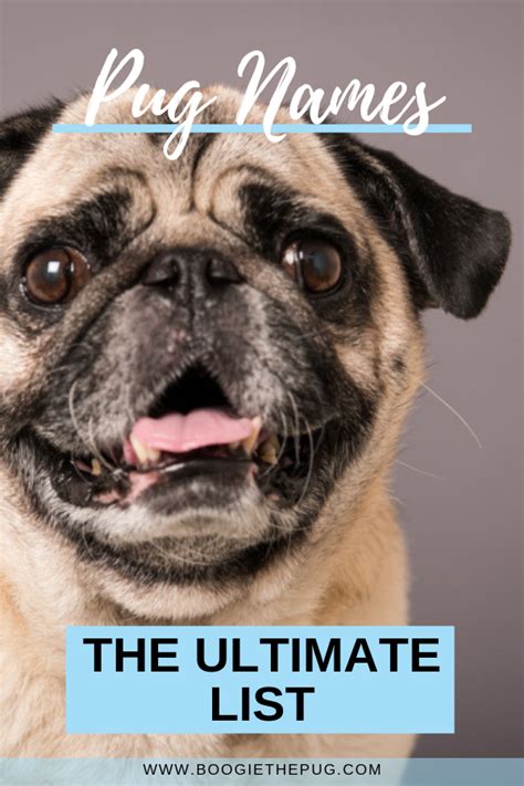 The Ultimate List of Pug Names | Pug names, Female pug names, Pugs