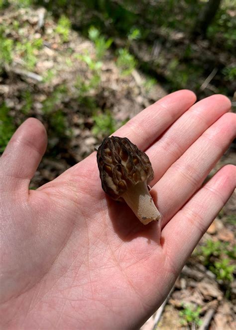 My Alaska Edible Mushrooms Log - Andrea Kuuipo Abroad