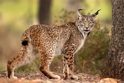 Lynx | Description, Size, Habitat, & Facts | Britannica