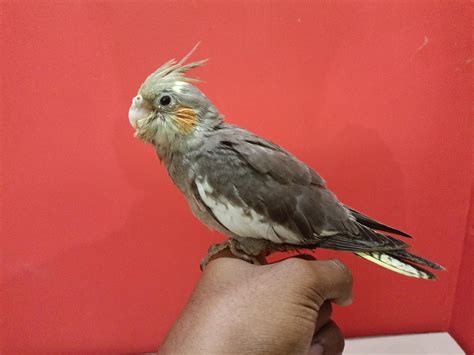 how to cockatiel not moving cheap 8