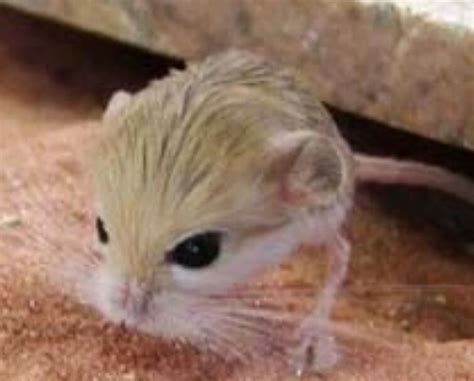 new creature concept idea | Fandom