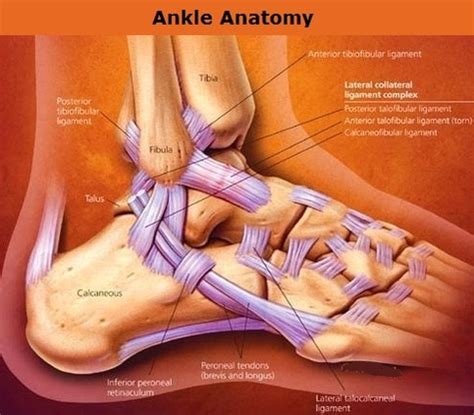 Human Ankle Anatomy Diagram