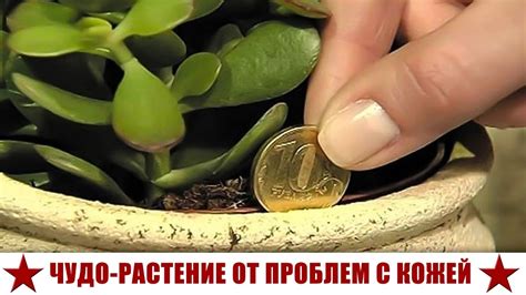 РАСТЕНИЕ ОТ МОРЩИН - YouTube