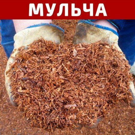 Какую мульчу использовать для разных культур | Дизайн овощного огорода ...