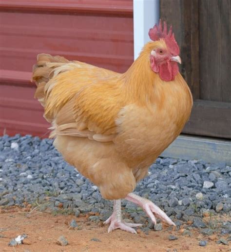 Orpington Chickens - Breed Profile, Varieties and Care