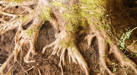 guide  identifying tree diseases  perfect cut tree