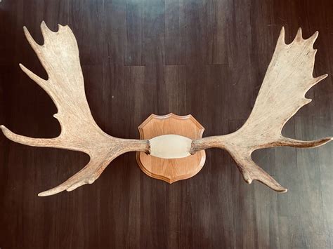 ak moose antler mount artofit