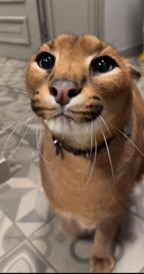 Pumba looks so sweet in this picture. : r/bigfloppa