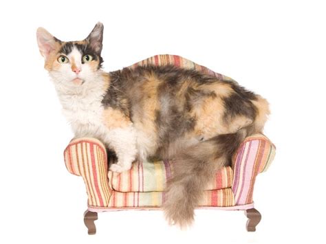 8 Munchkin Cat Breeds (With Info & Pictures) - Catster